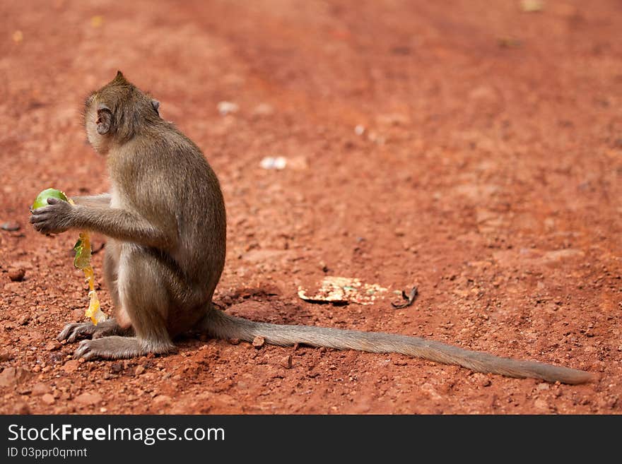 Monkey on a glade from red sand. Jungle of Thailand