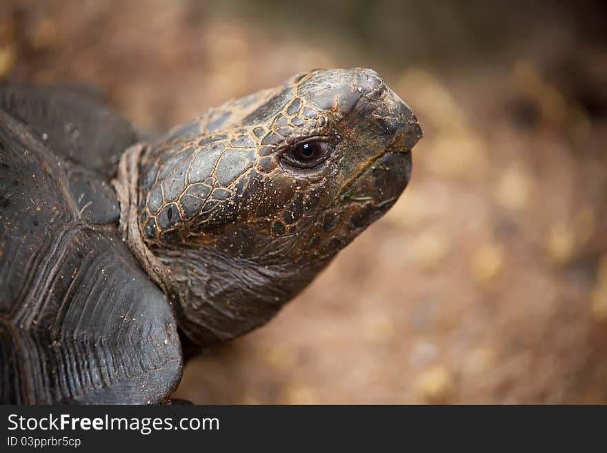 Portrait to the big turtle in a zoo of Thailand. Portrait to the big turtle in a zoo of Thailand