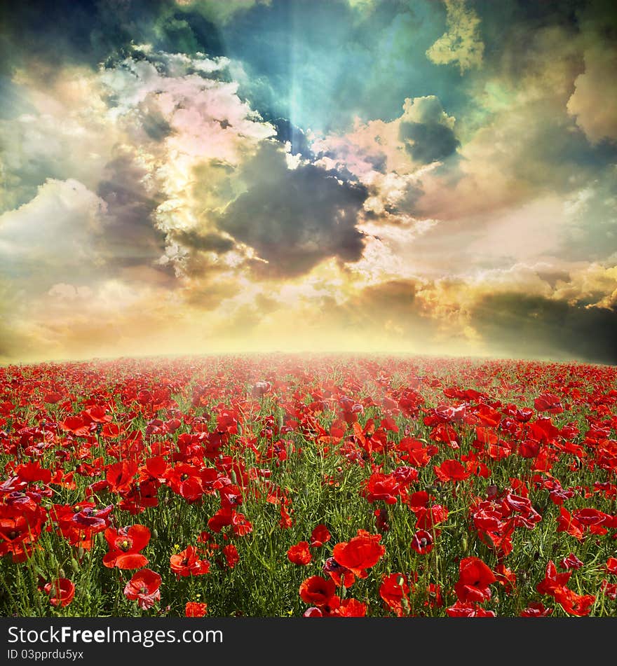 Red poppies on green field, sky and clouds. Red poppies on green field, sky and clouds