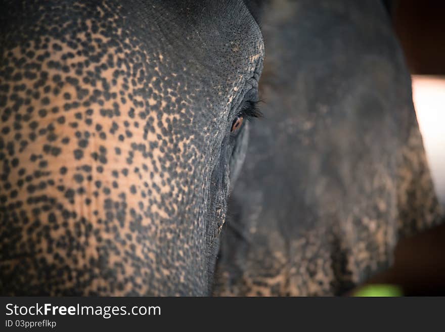 Portrait of an adult elephant in the Thai zoo. Portrait of an adult elephant in the Thai zoo