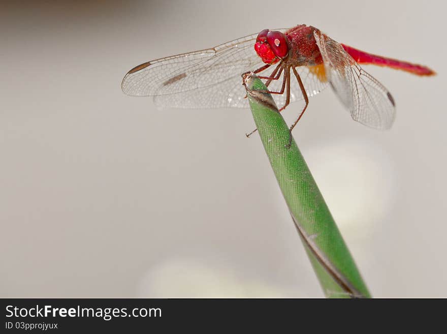 Close-up of a red dragonfly resting on a plant