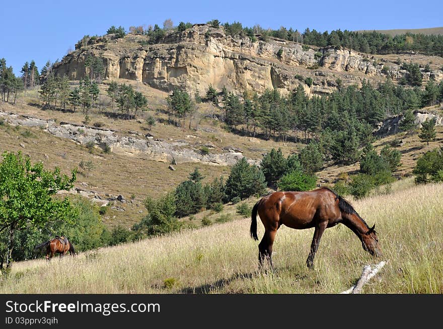 Horses in timber rocks tree wildlife