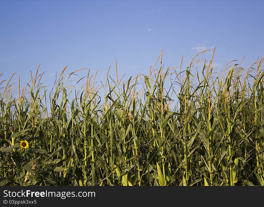 Lone sunflower in a cornfield