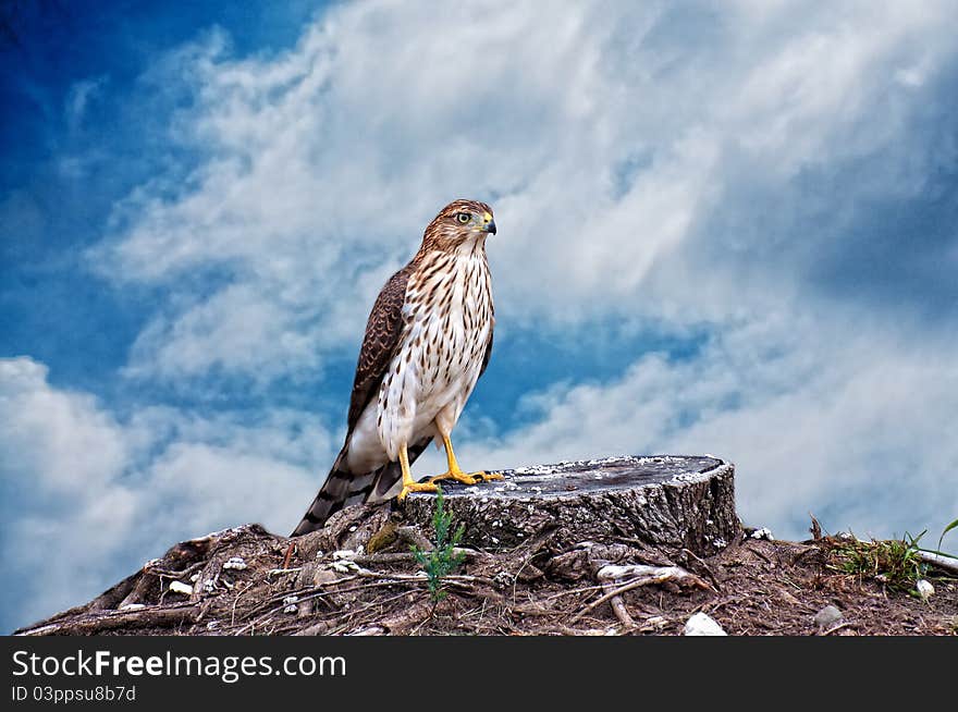 Hawk on a tree stump with a cloudy blue sky. Hawk on a tree stump with a cloudy blue sky.