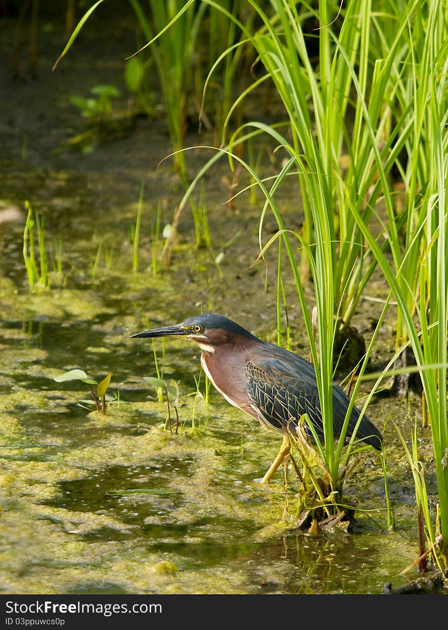 Green Heron hunts for fish in the shallow edge of a pond.