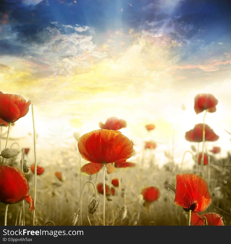 Red poppies on green field, sky and  clouds. Red poppies on green field, sky and  clouds