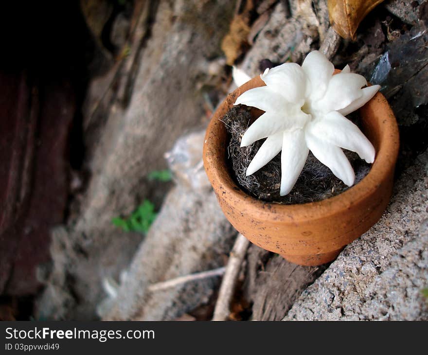 A Jasmine In Small Pot