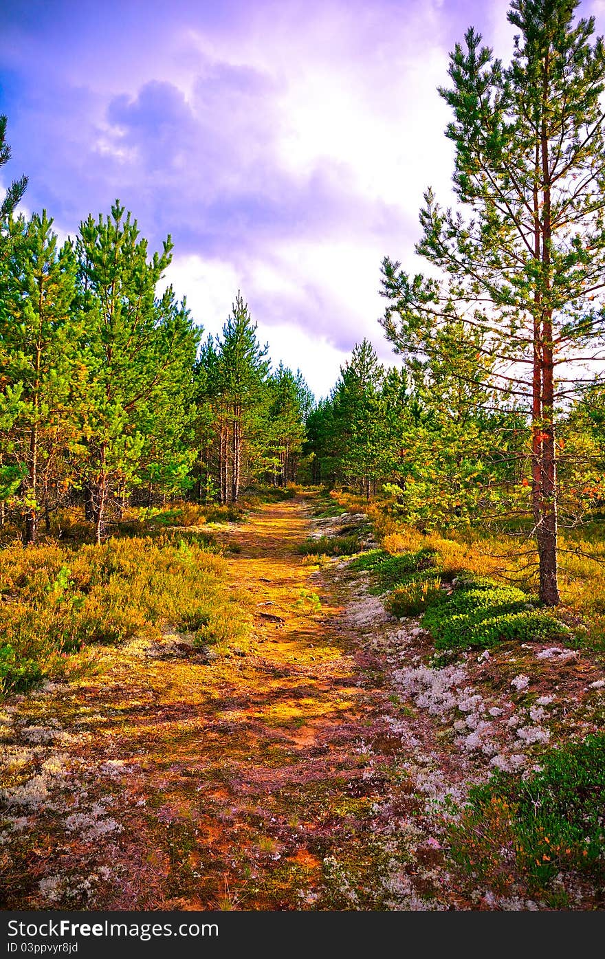 Green nature in a forest