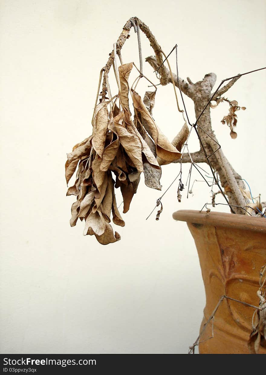 Dead Leaves tree in pot on blank background. Look sad but beauty.