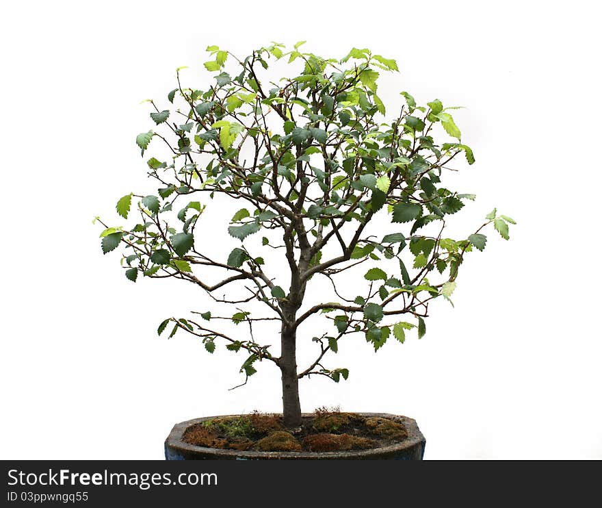 Green bonsai tree on a white background. Green bonsai tree on a white background