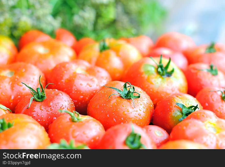 Wet ripe tomatoes. Bright vegetables on the background of green foliage. Soft light. Wet ripe tomatoes. Bright vegetables on the background of green foliage. Soft light.