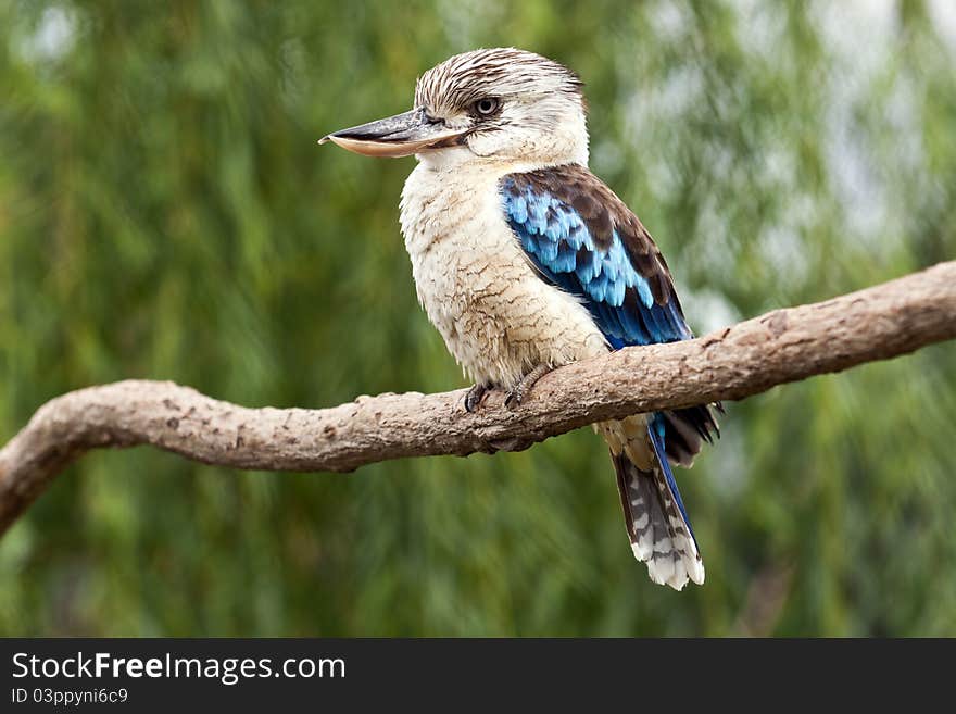 Kingfisher large on a branch