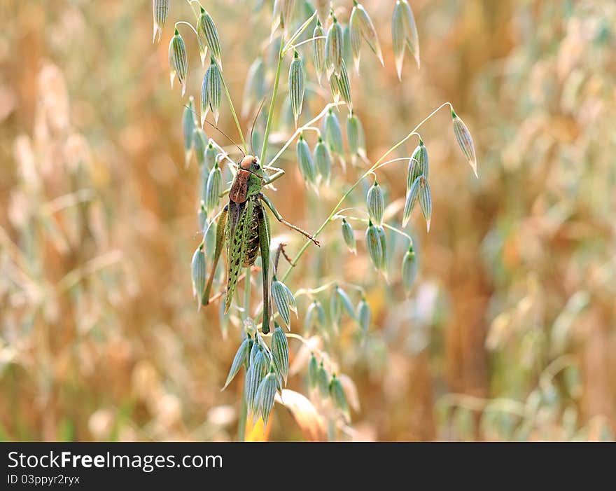 Green locusts devouring a large barley. Insect pest.