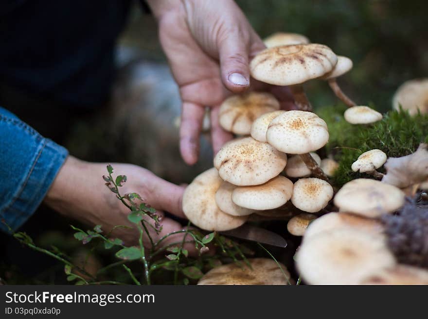 We see Honey fungus and woman hands with knife