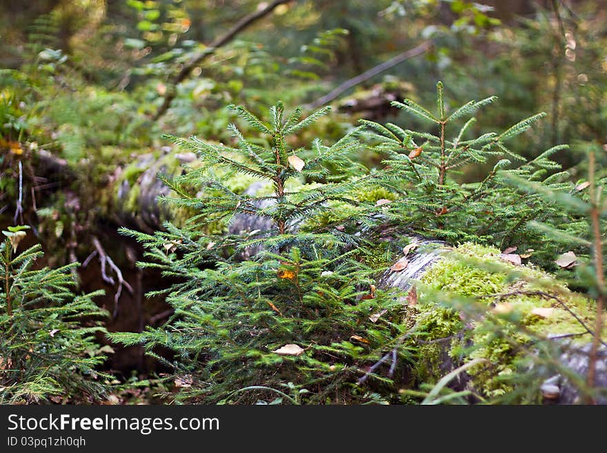 Green Forest