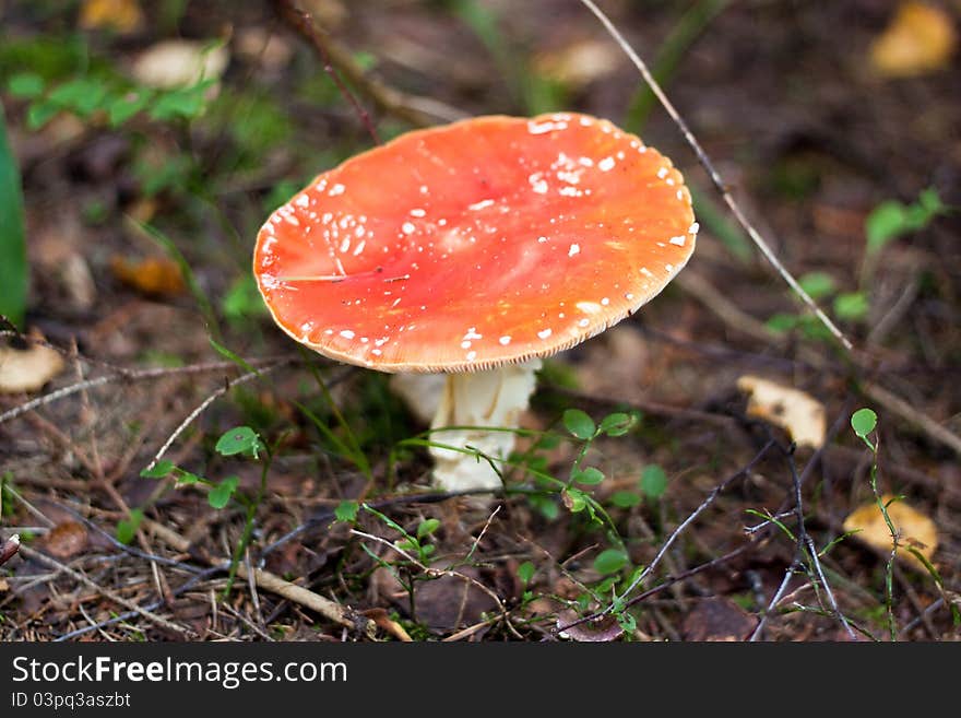 We see one agaric on the ground in the forest