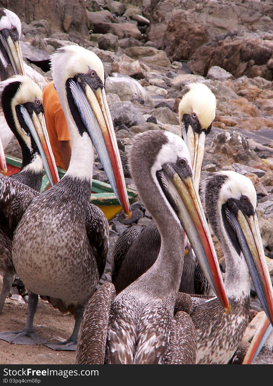 Pelicans