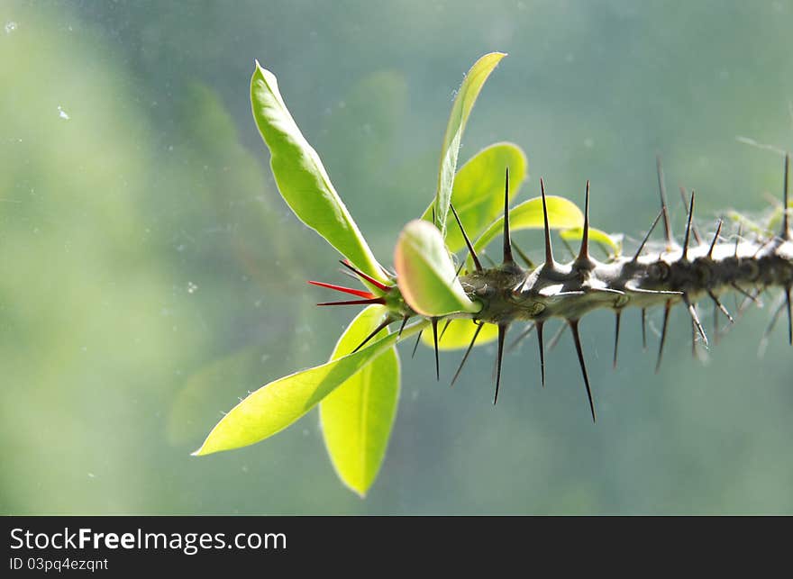 Young cactus branch growth. Conceptual: growth, future, fresh