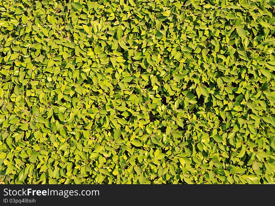 Foliage texture