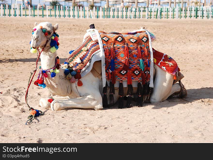 Farm camel is laying while waiting new rider. Farm camel is laying while waiting new rider