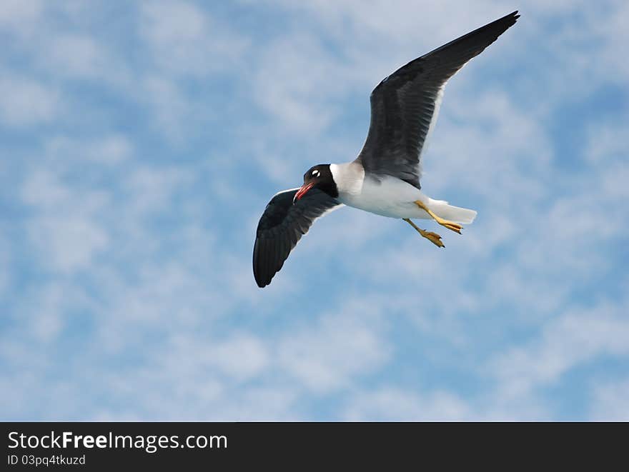 A seagull looking for a fish. It's really fishing!