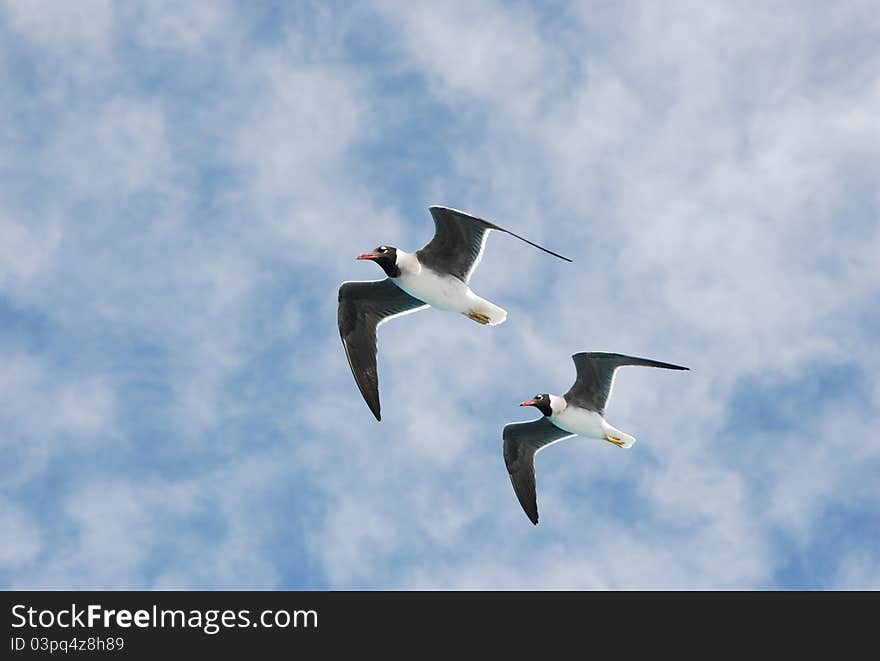 Two seagulls are looking for a fish.