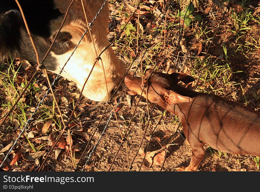 6 month old calf greeting minpin dog through a chain link fence. 6 month old calf greeting minpin dog through a chain link fence