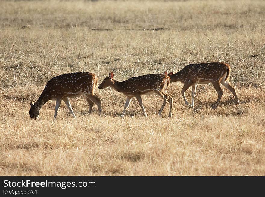 Deers in wildlife sanctuary in India