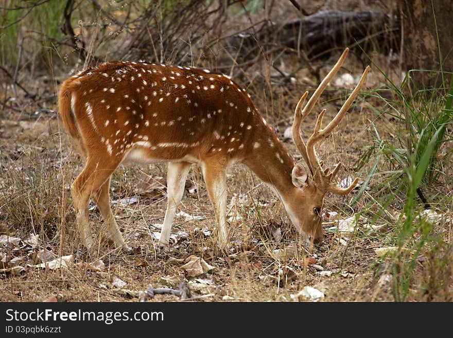 Deers