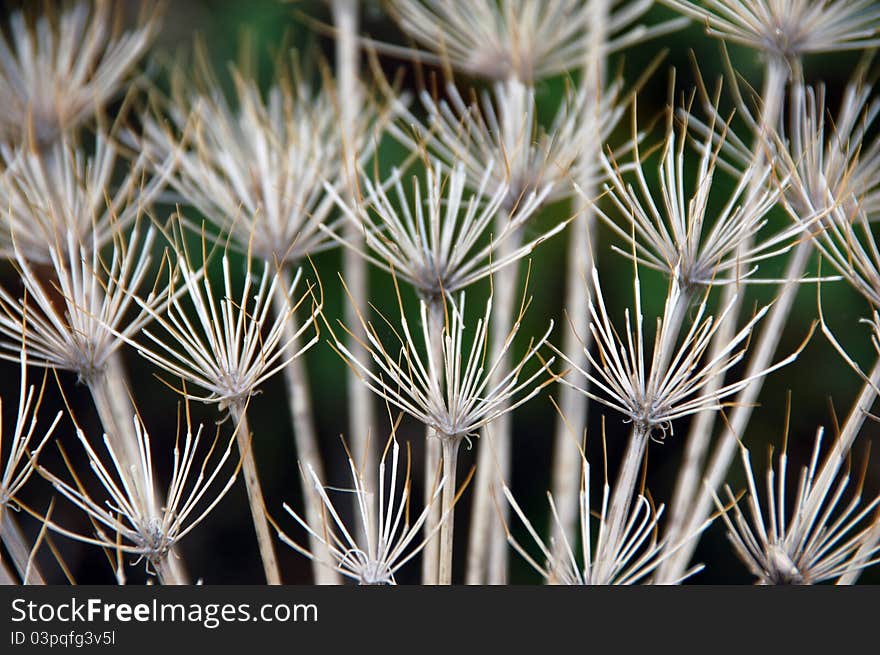 Dry grass on the ground, closeup