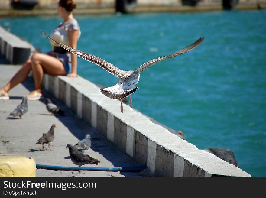 Girl and seagull