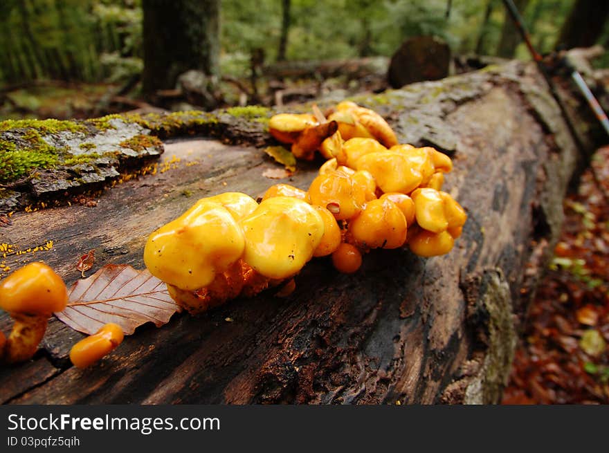 Mushrooms on a tree