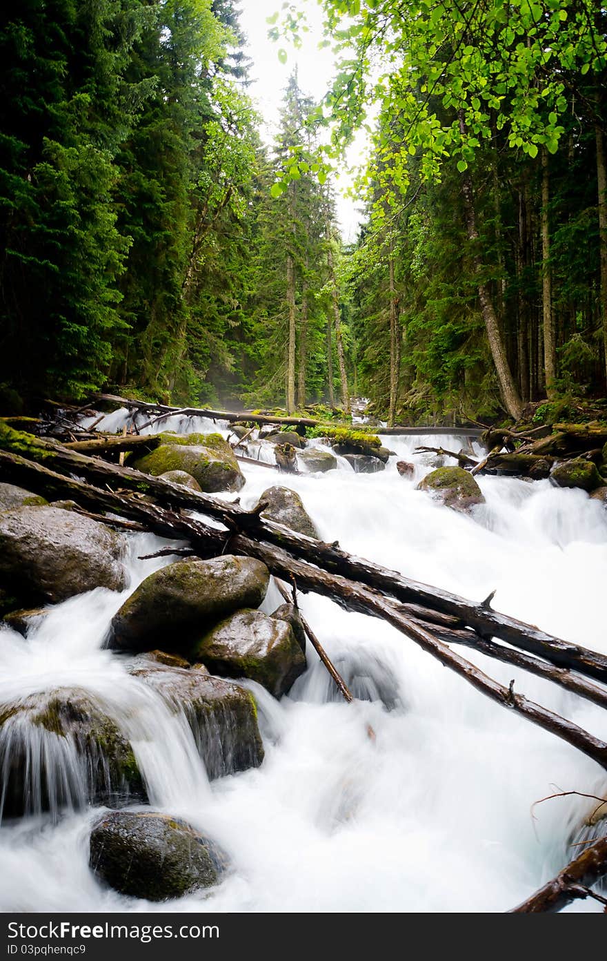 Falls in wood, the mountain river