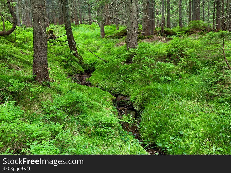 Summer forest