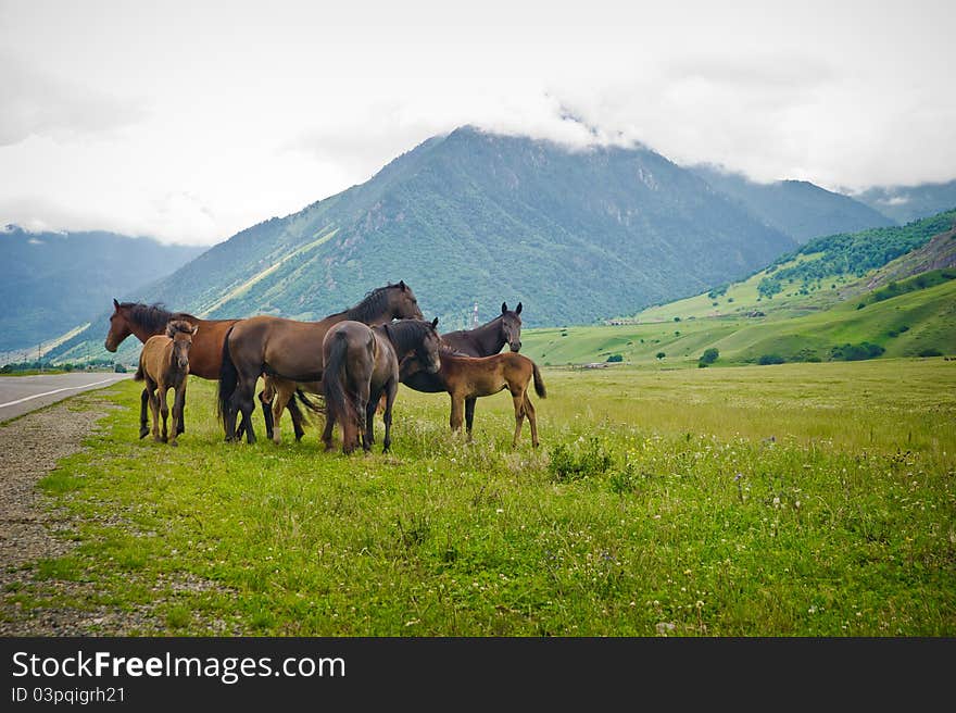 Group Horses on meadows between mountains