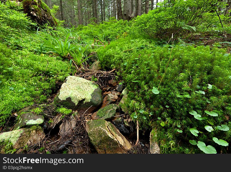 Summer forest