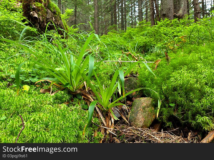 Summer forest