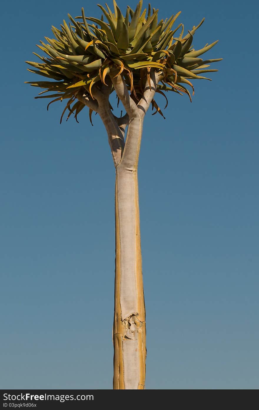 Vertical view of kocherbaum,or quiver tree, photographed in Namibia