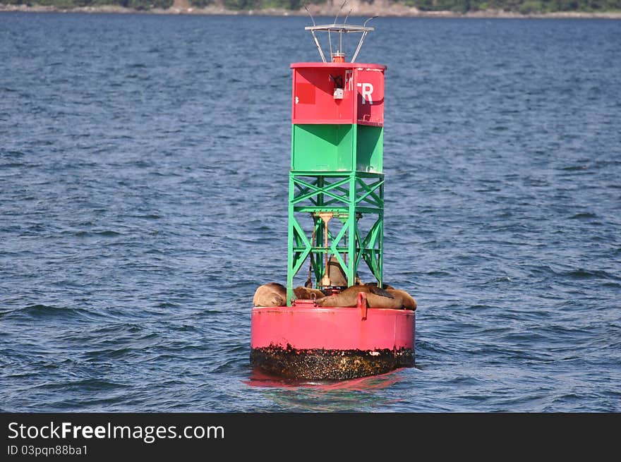 Seals bouy