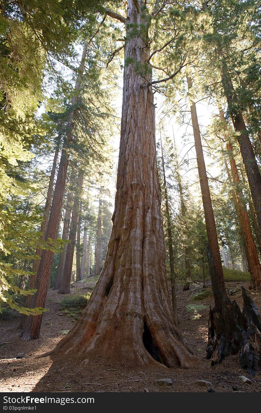 Sequoia National Park