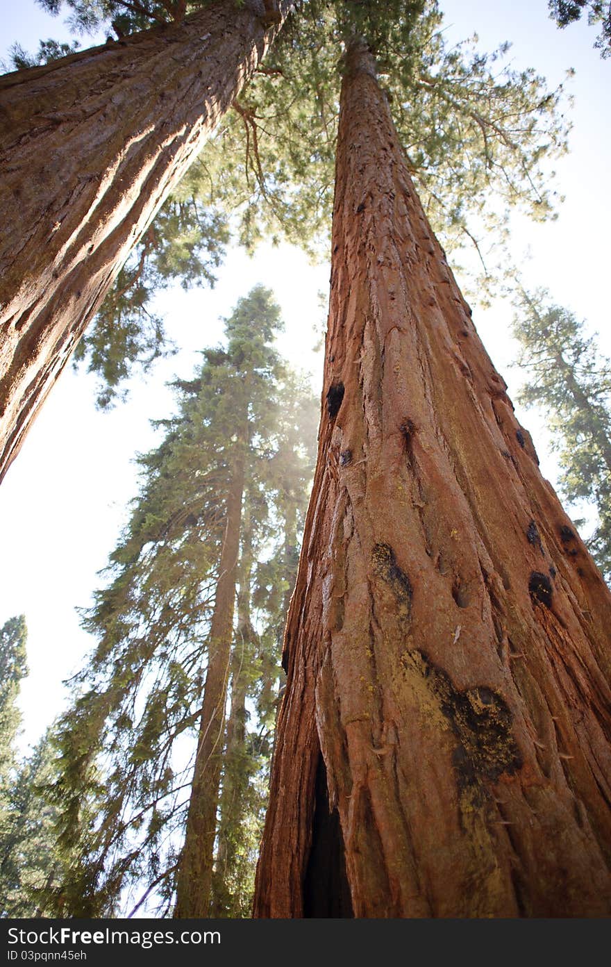 Sequoia National Park