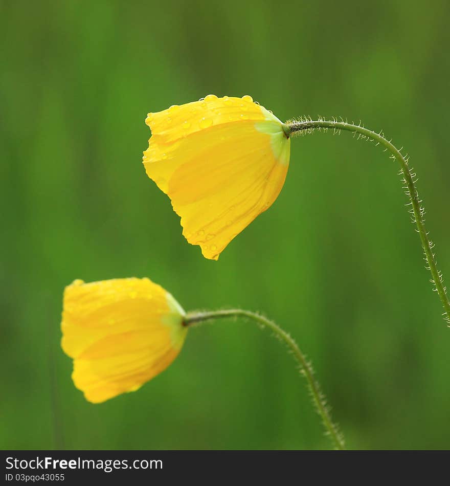 Two Isolated Yellow Flowers