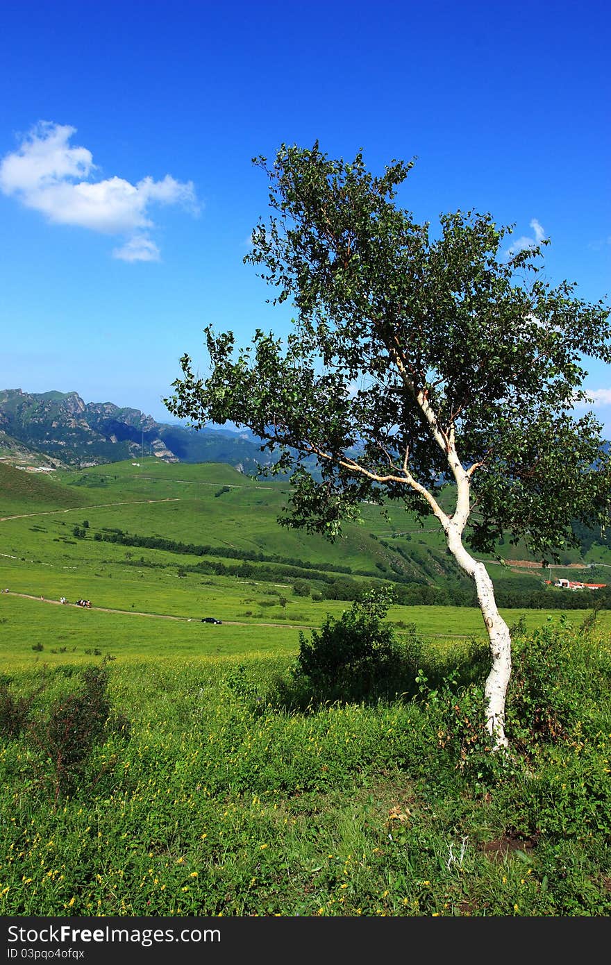 Tree ,mountain and cloudy sky. Tree ,mountain and cloudy sky