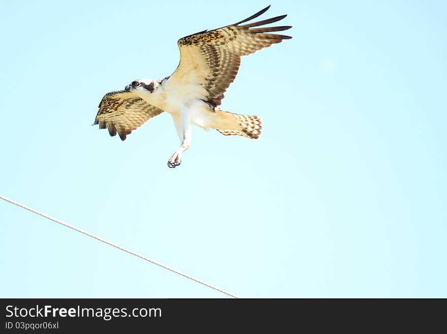 An osprey prepares to land on it's nest on top of a utility pole. An osprey prepares to land on it's nest on top of a utility pole