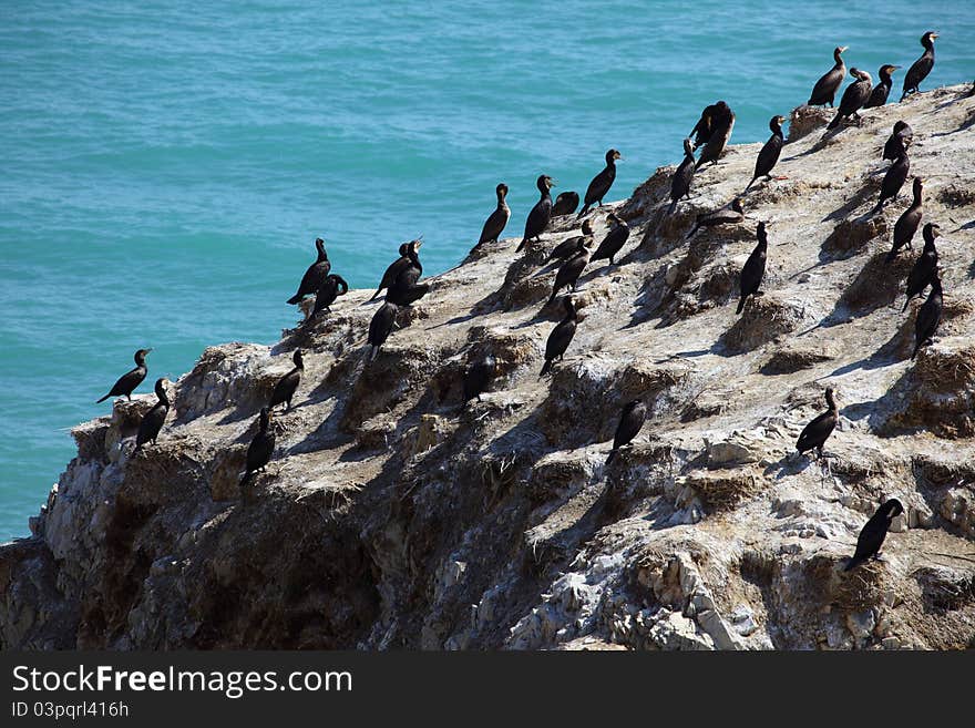 Birds on rock