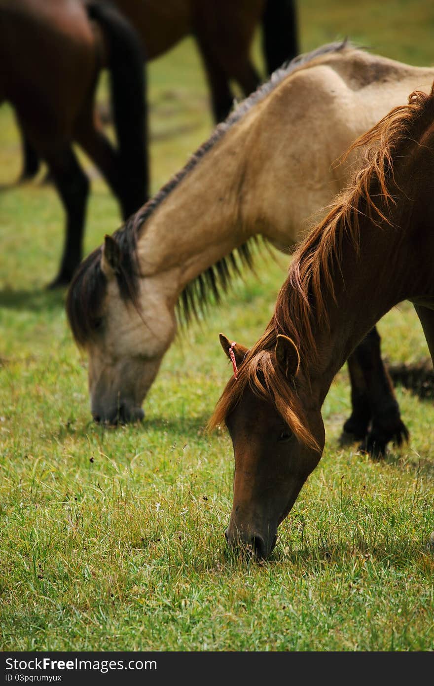 Tianshan ranch life of horses. Tianshan ranch life of horses