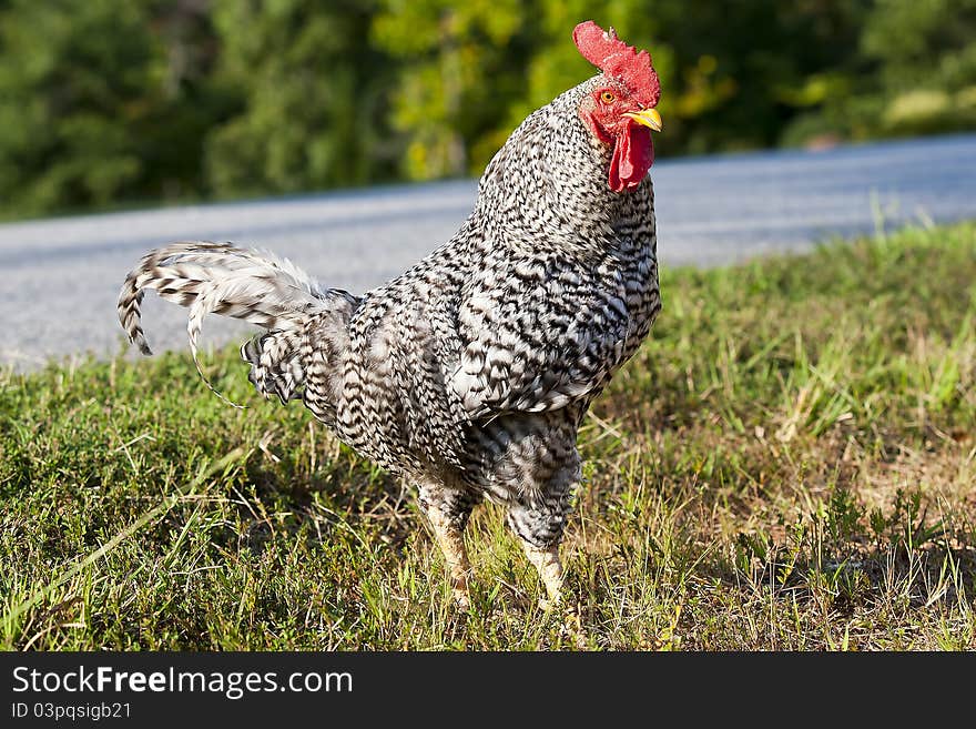 A black and white rooster in the grass