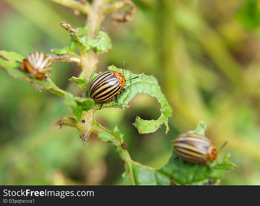 Colorado Beetles