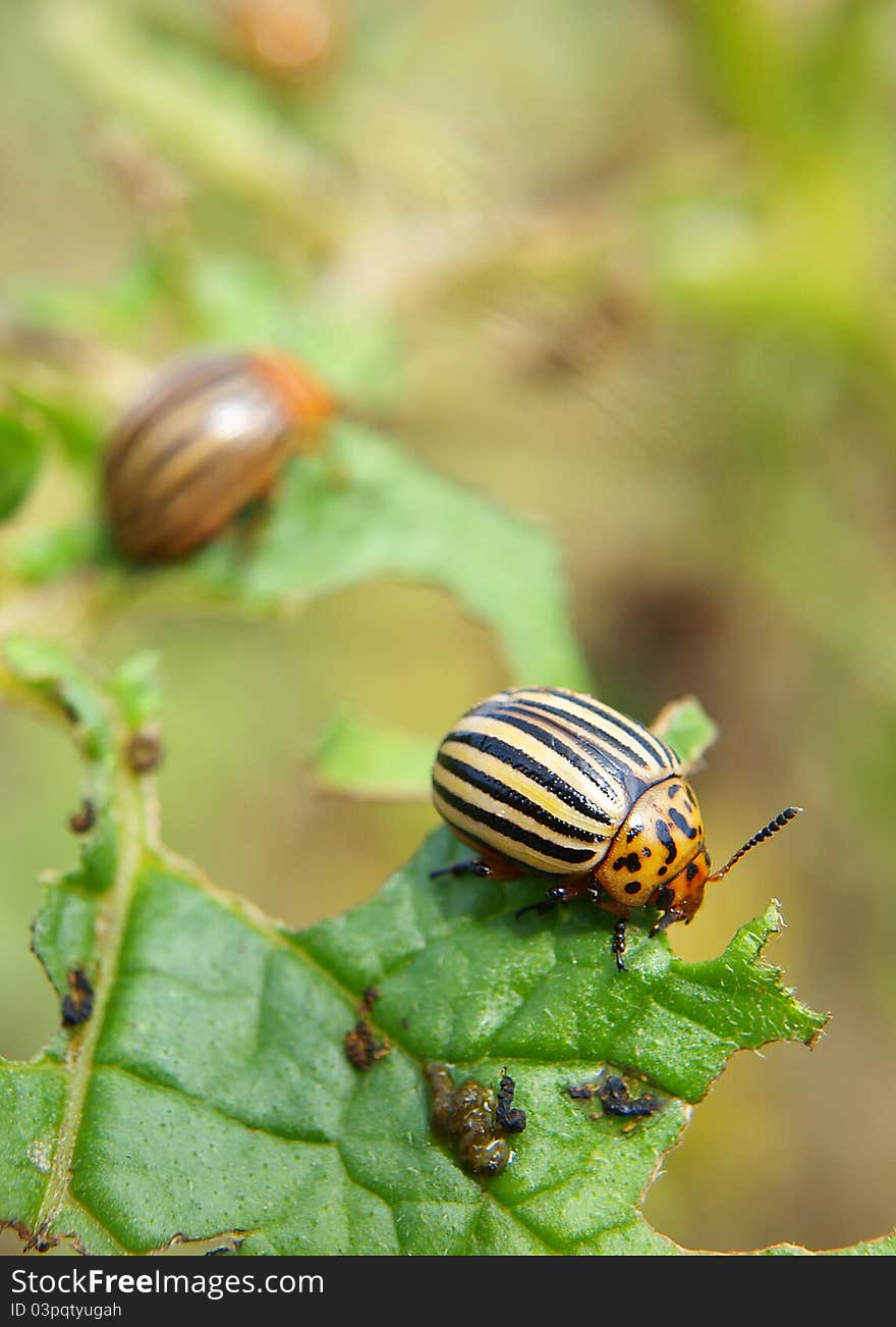 Colorado beetles