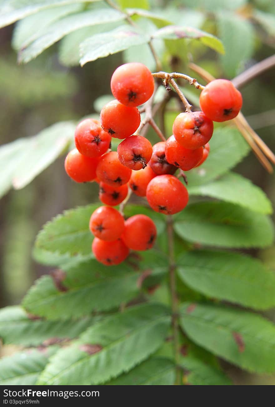 Rowan Berries